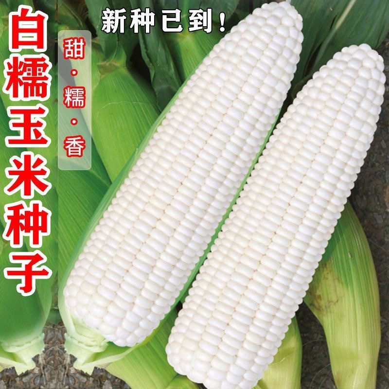 白糯玉米种子高产矮杆大棒四季播玉米非转基因甜糯杂交白玉米种籽