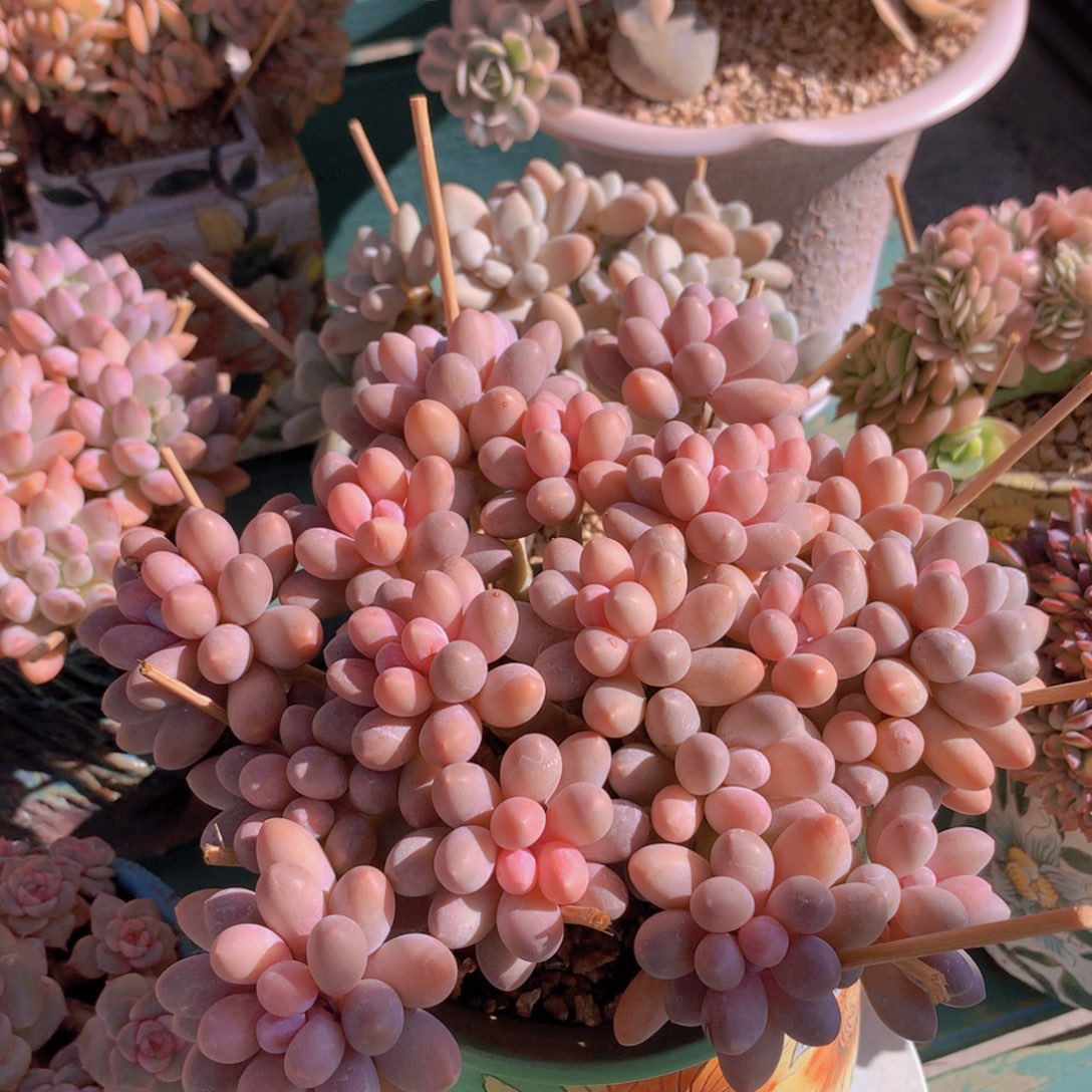 汤圆自然无砍老桩群