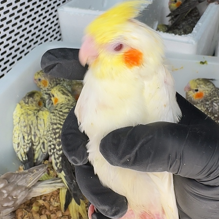 玄凤鹦鹉/鸡尾鹦鹉