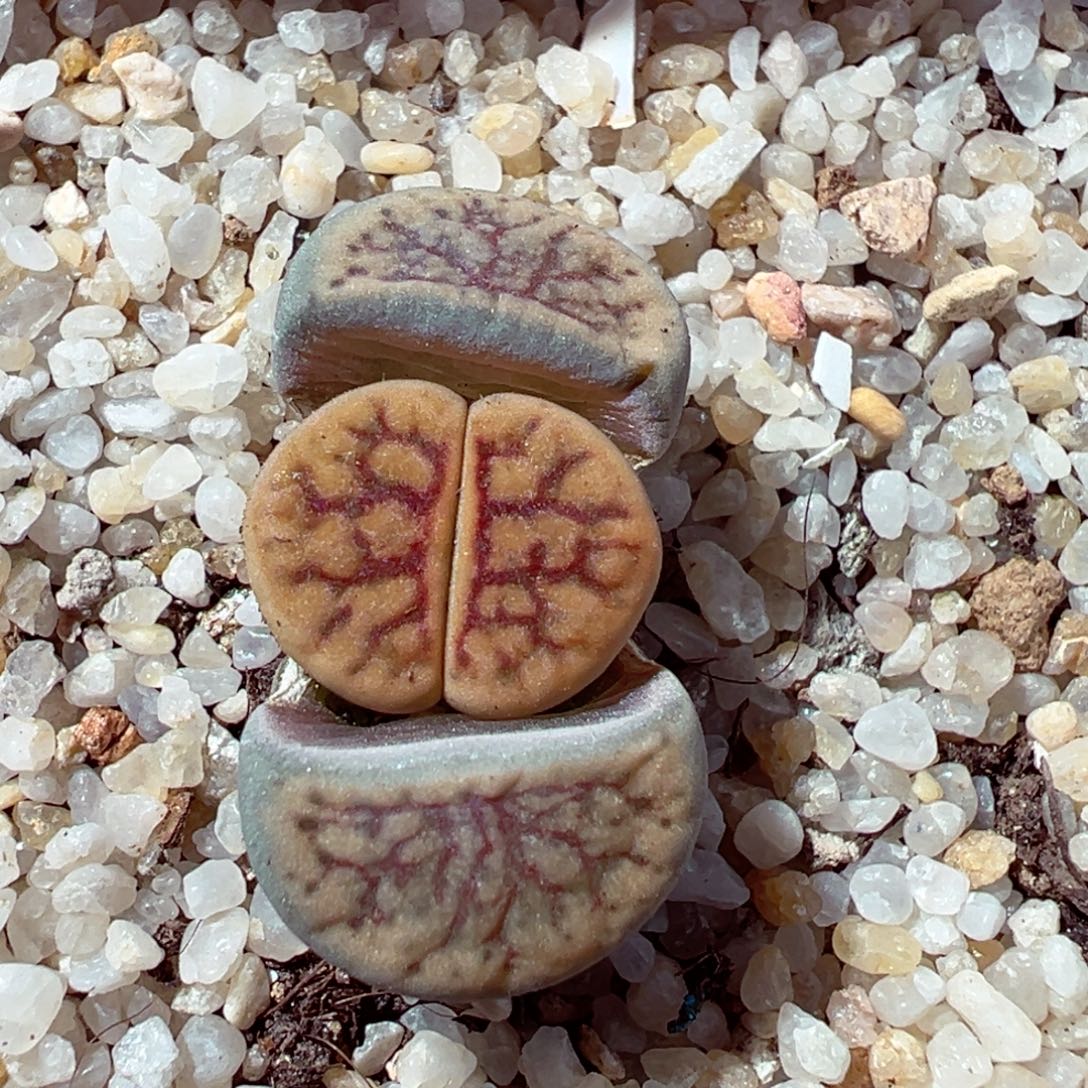 1208-114多肉多日