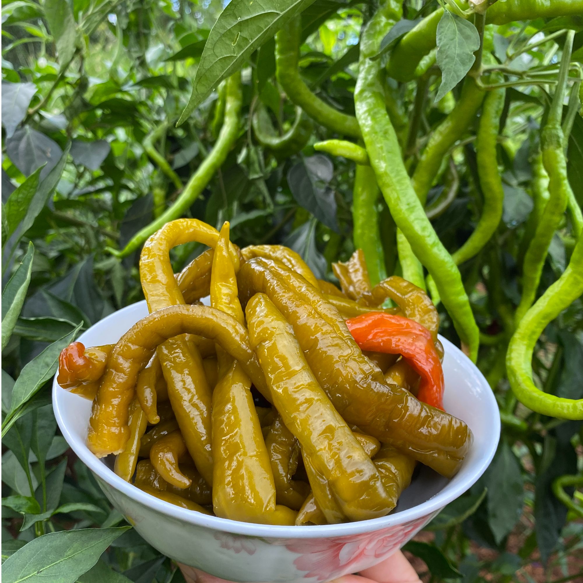 茶山雷哥推荐湖南特产农家手工腌辣椒/腌豆角/茄子干