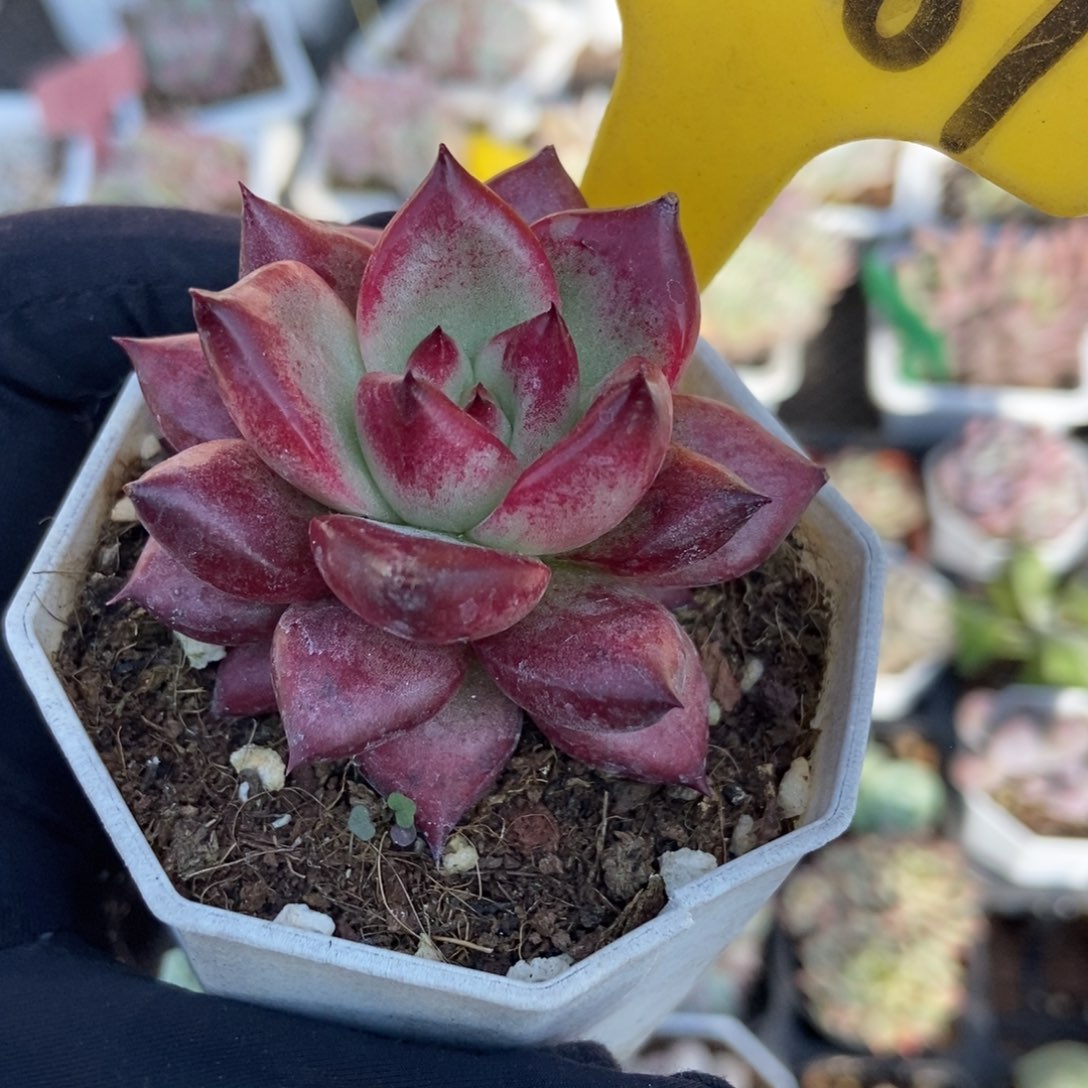 1087红骑士多肉植物