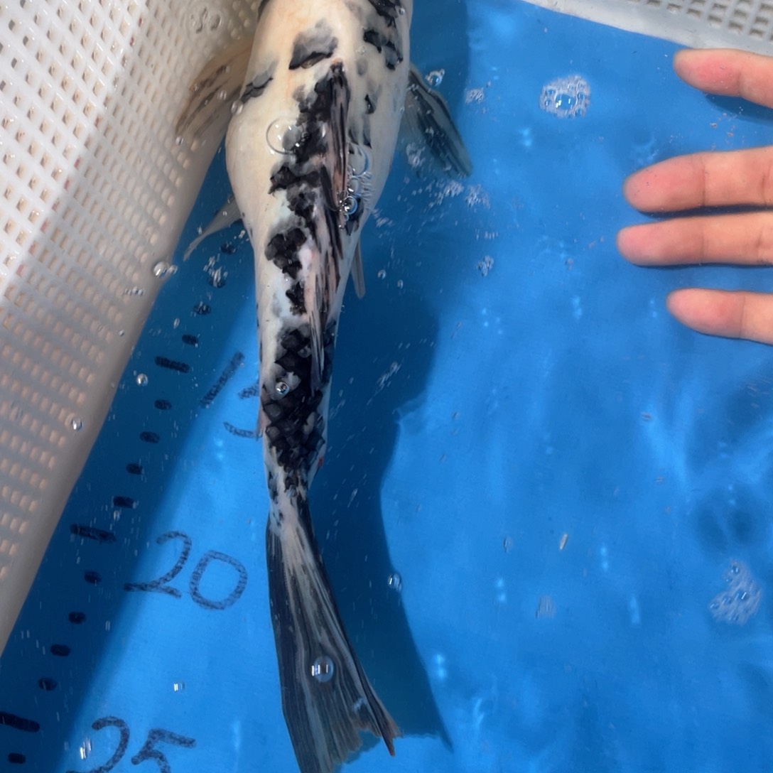 锦鲤蝴蝶鲤鱼锦鲤包邮