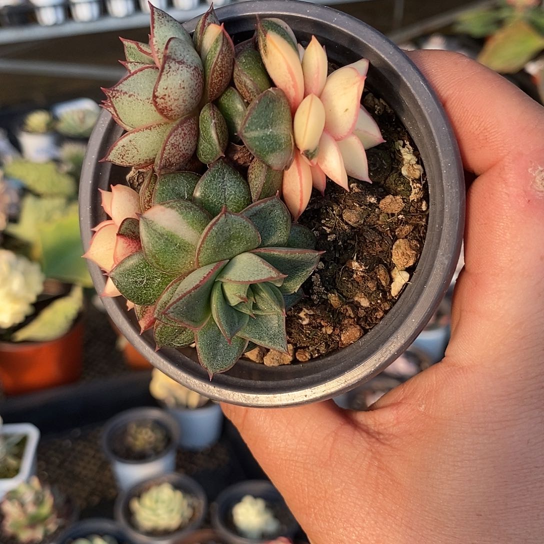 062麒麟座锦多肉植物哇啦塞