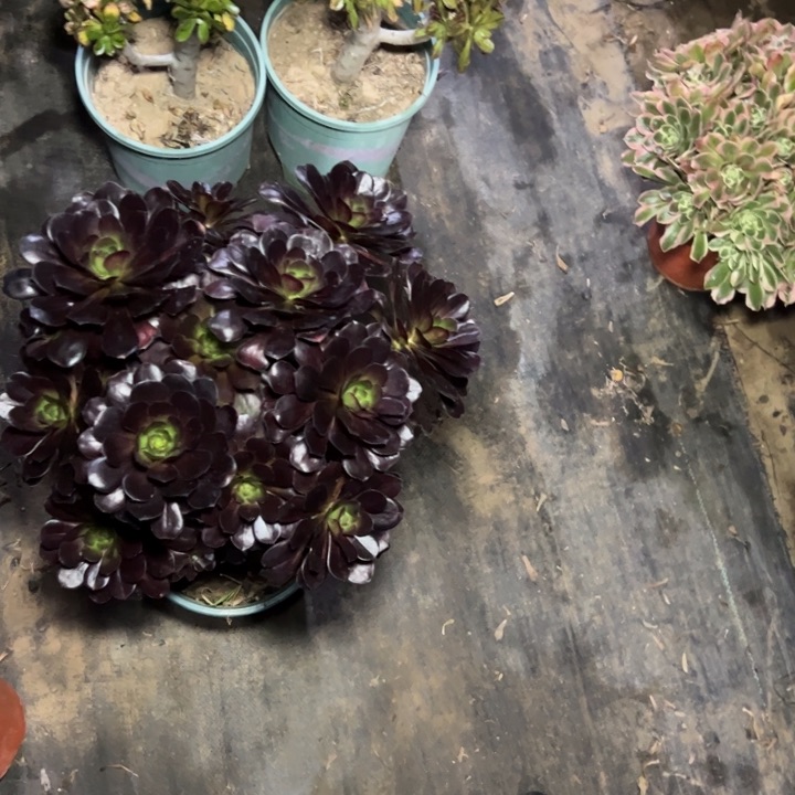 40圆多肉多肉多肉多肉