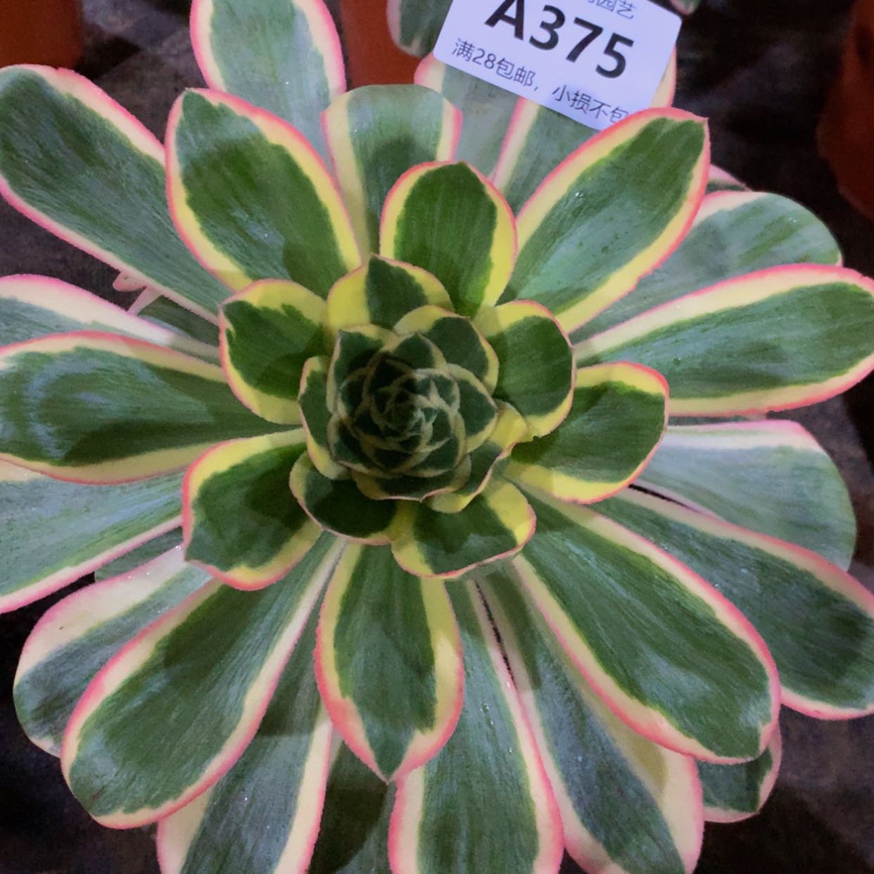 【闪购商品】375燕姿嫩桩多肉