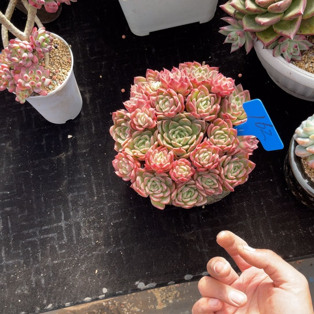 立*162冰玫瑰多肉植物