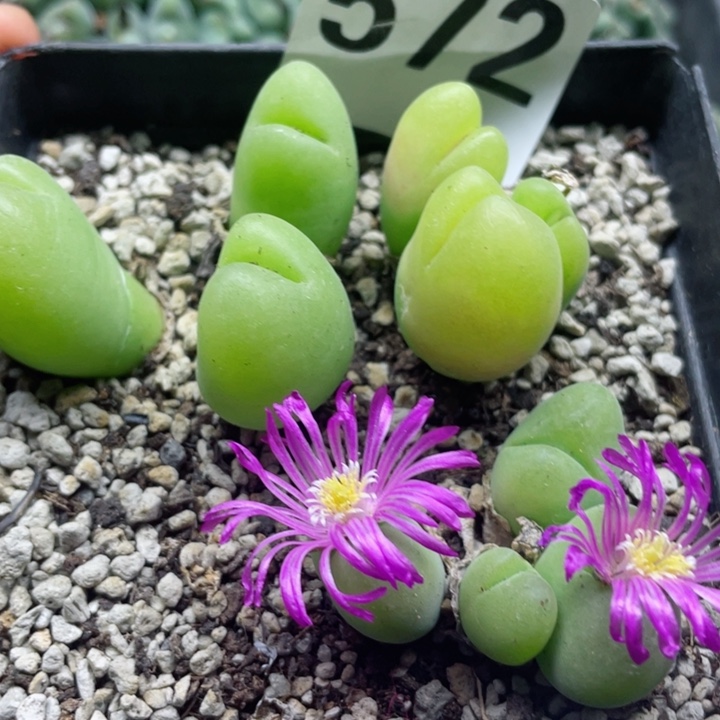 572毛翠滴母本带盆