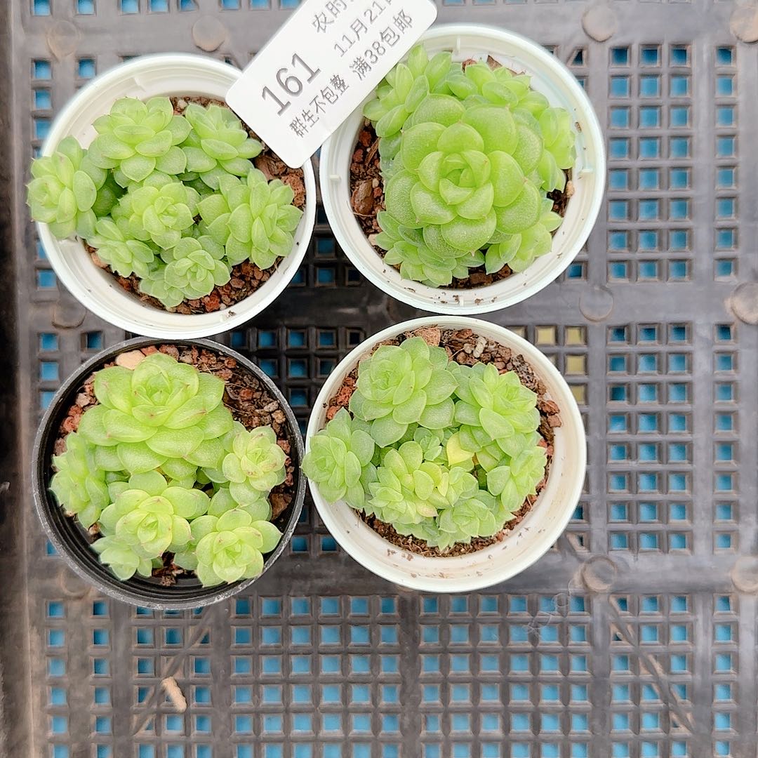 安****1121-161（ht-35）专拍