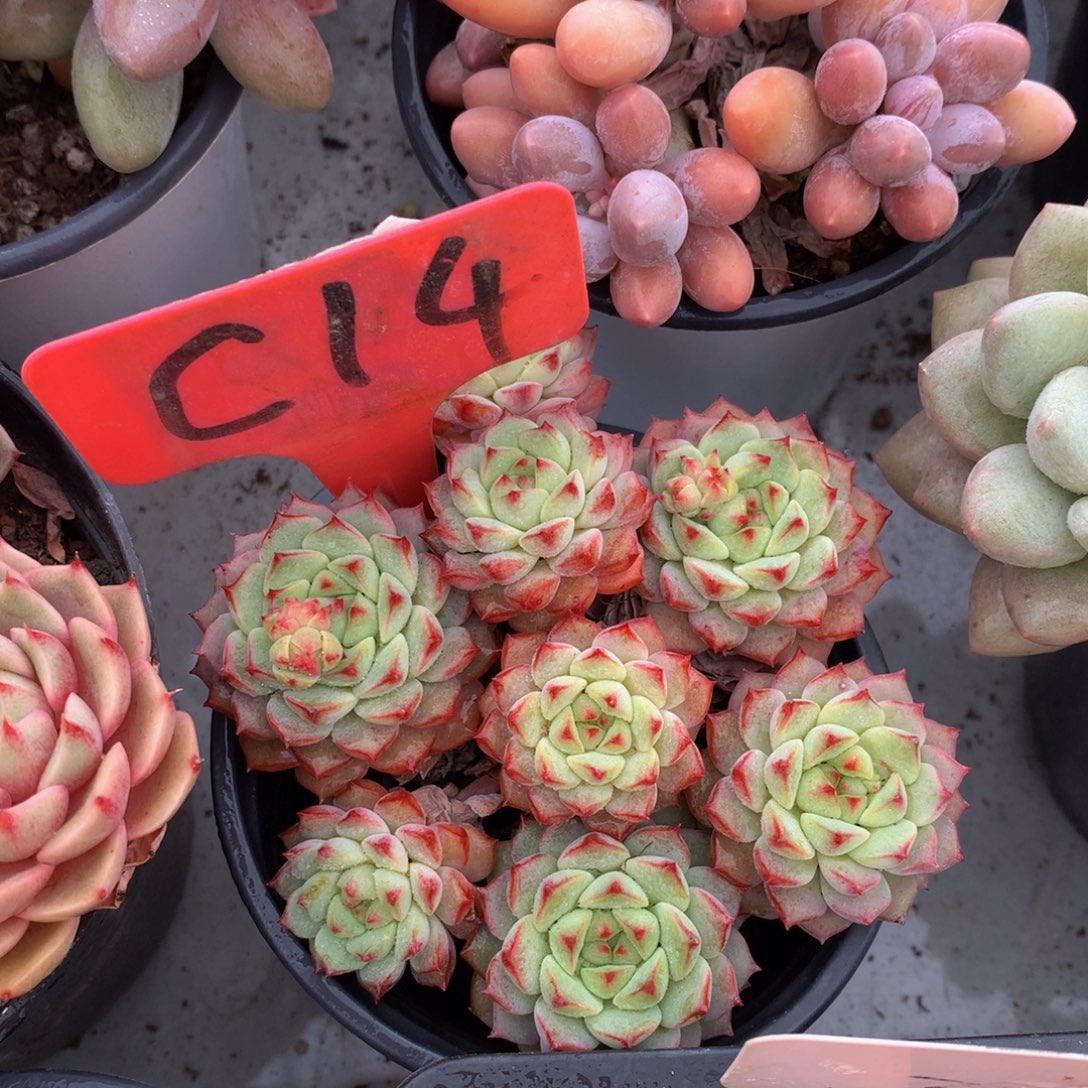 熊猫脸uwuwuuuwuwuwwu