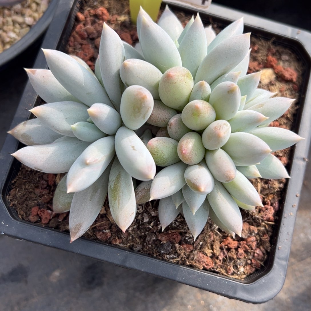 1214384 胸花朵朵哥特萝莉美人11厘米