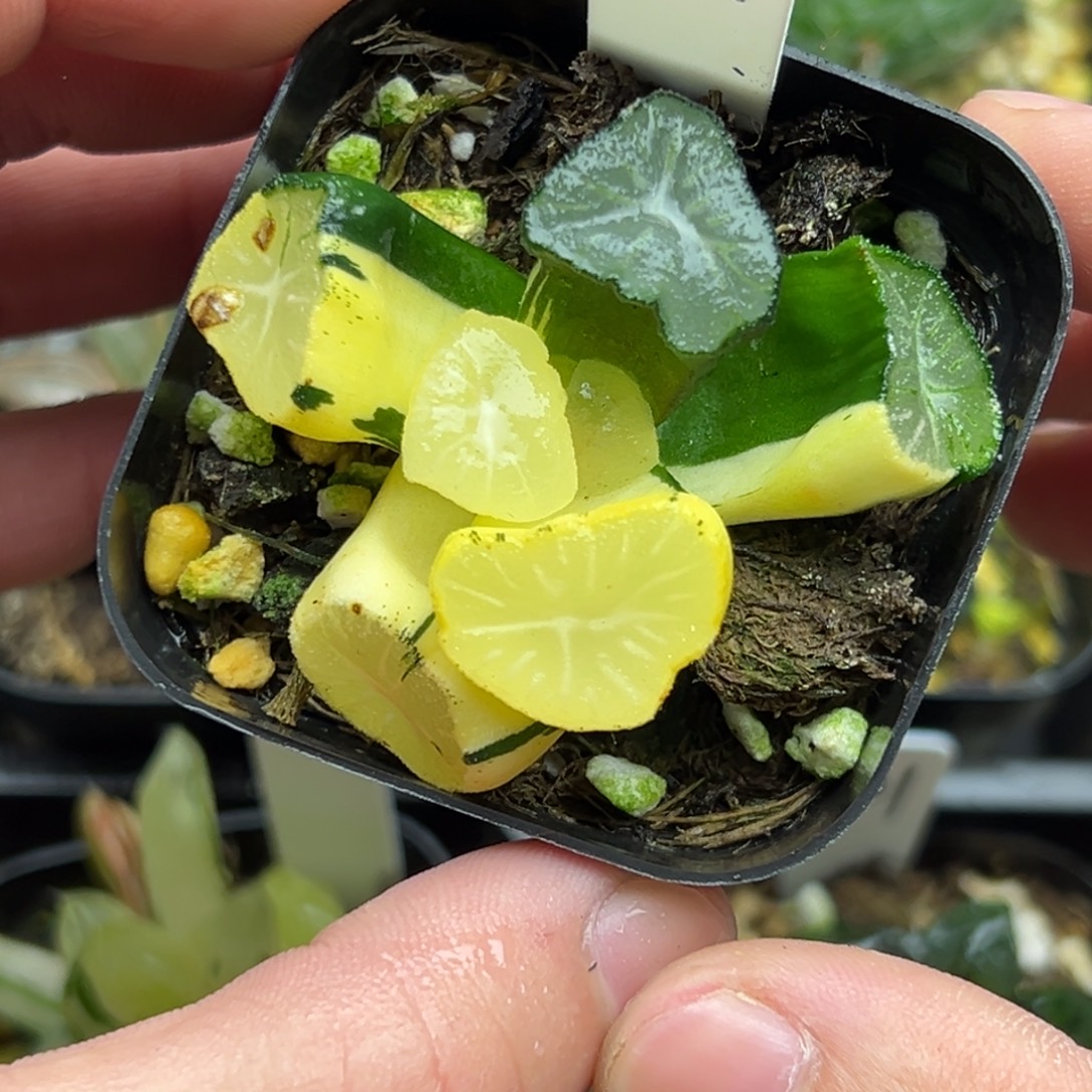 117玉龙万象锦  根不多