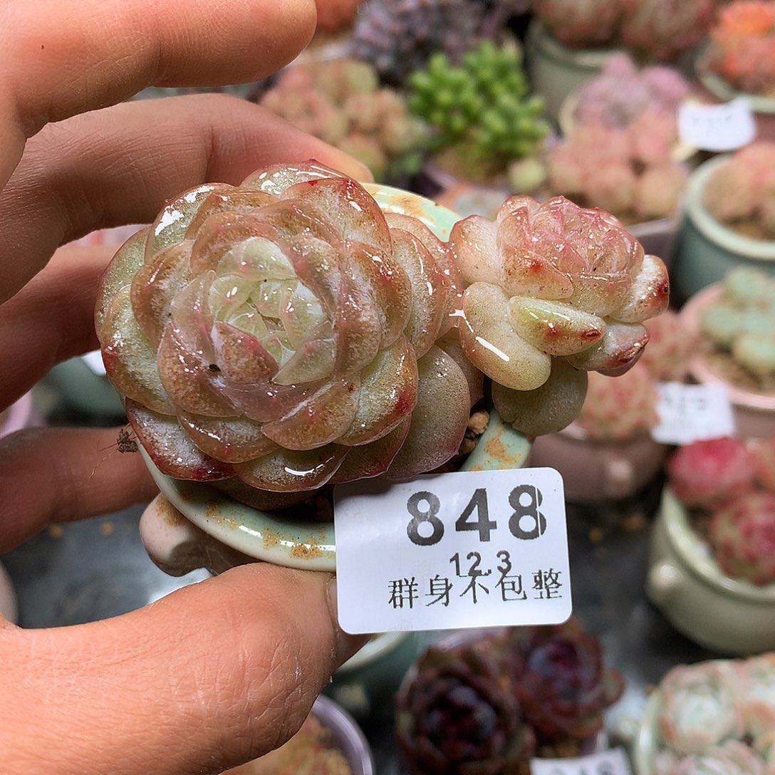 精控拇指盆12.3848