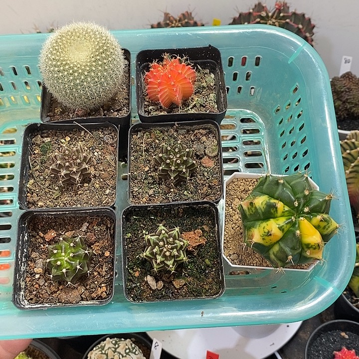 一筐7颗40米福利——元旦福利