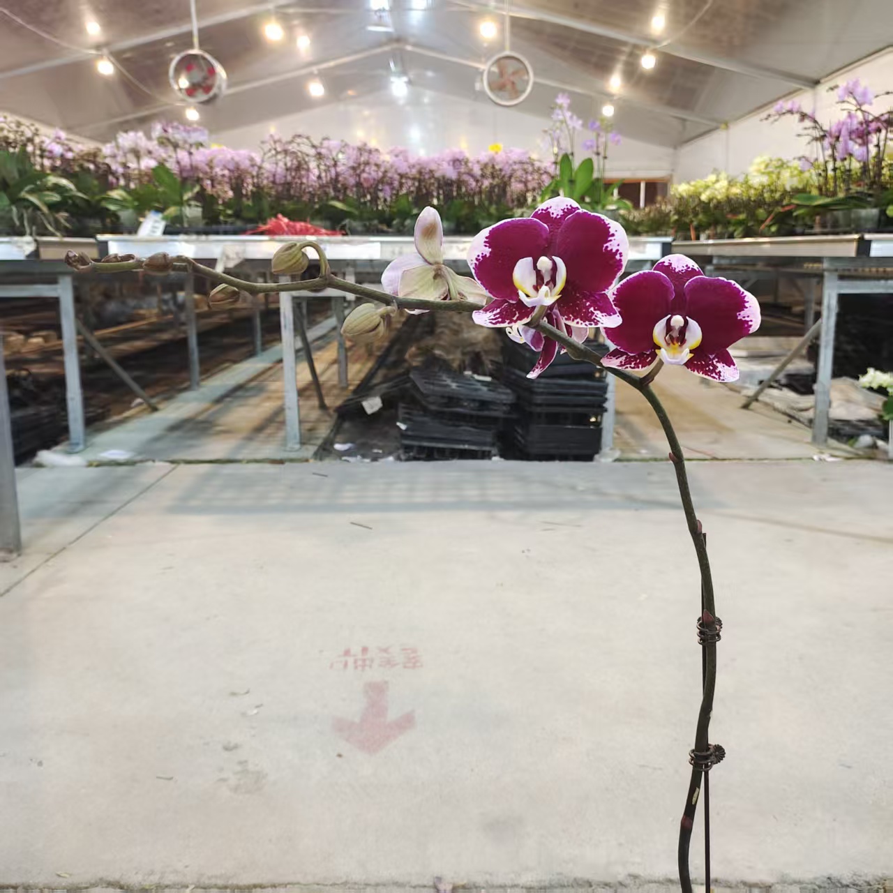 蝴蝶兰【黑桃K】中花型 带花发货 稀有花色 高级花卉 室内美观