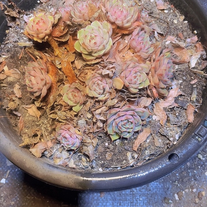 倩***妍在你身边是个人吧笑不了