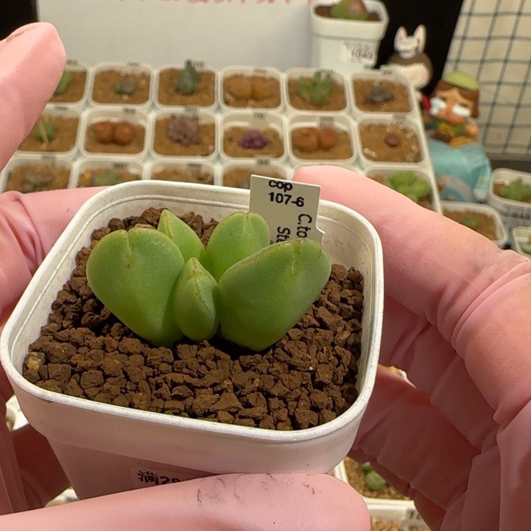 肉锥多肉植物百科-托马斯水饺951