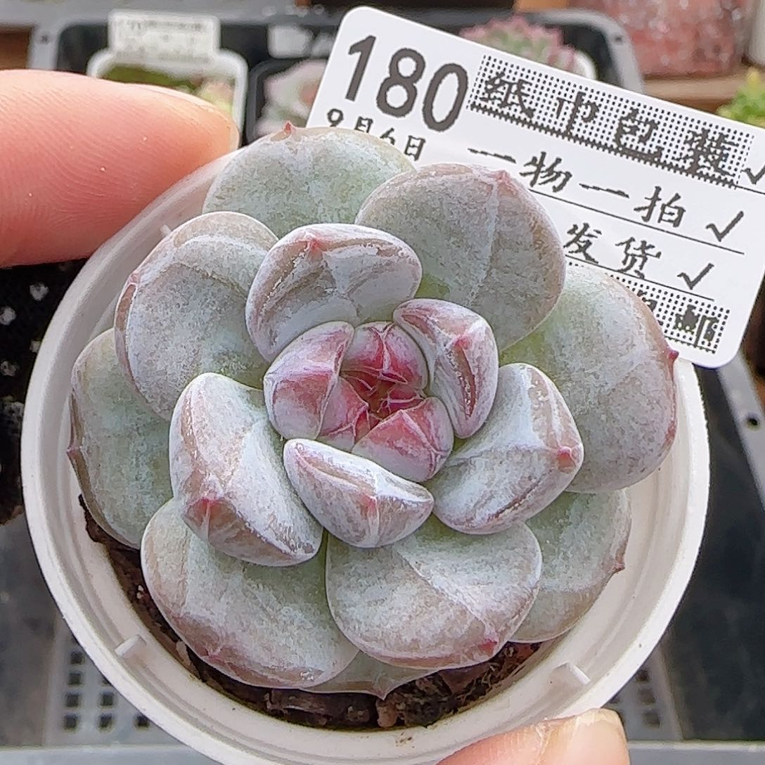 多肉0906-180石榴籽星影