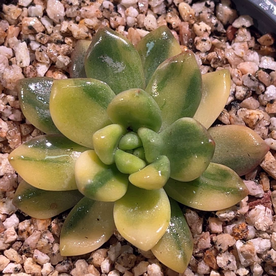 多肉特价天堂锦6969