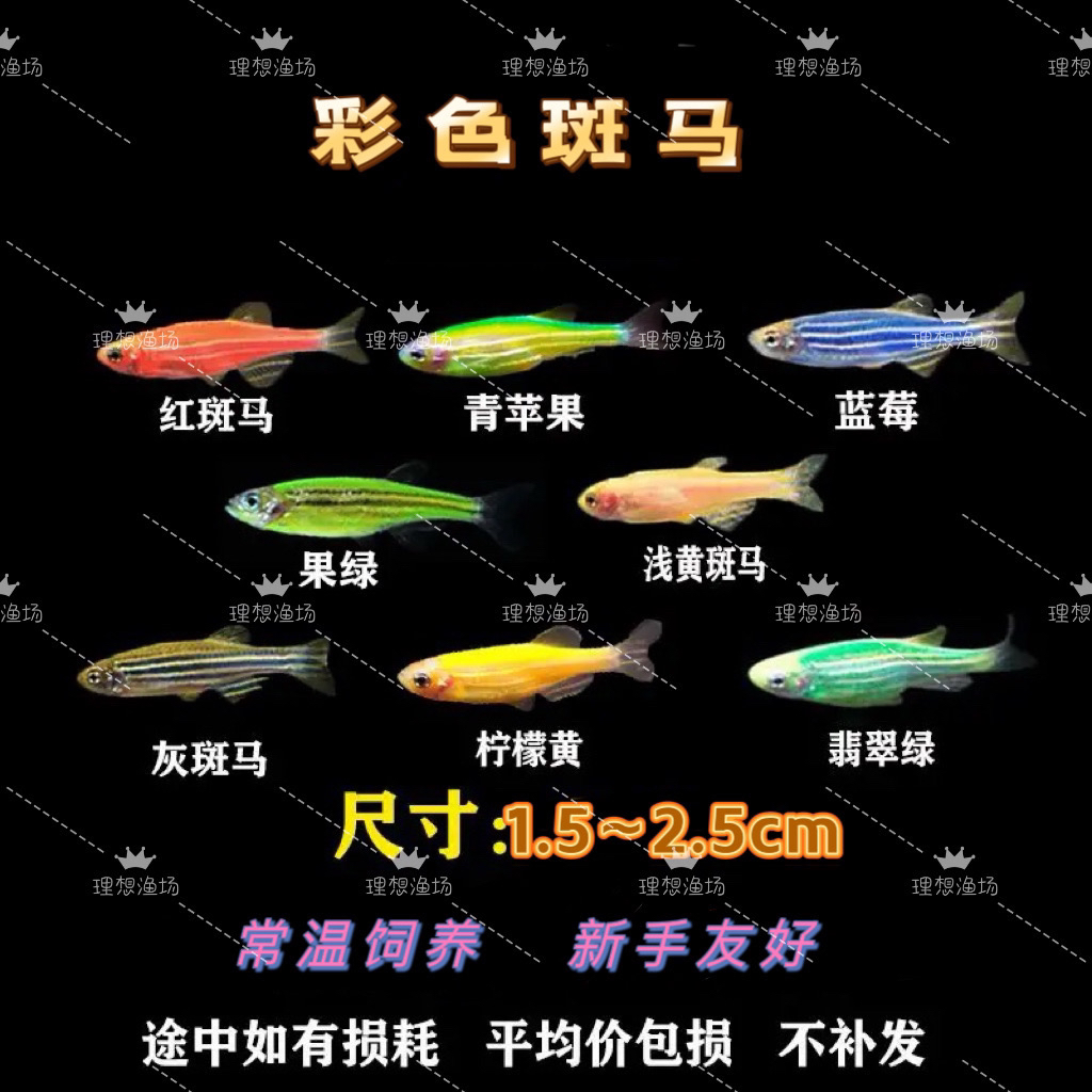 斑马鱼孔雀鱼胎生鱼热带鱼天使鱼观赏鱼神仙鱼斑马鱼