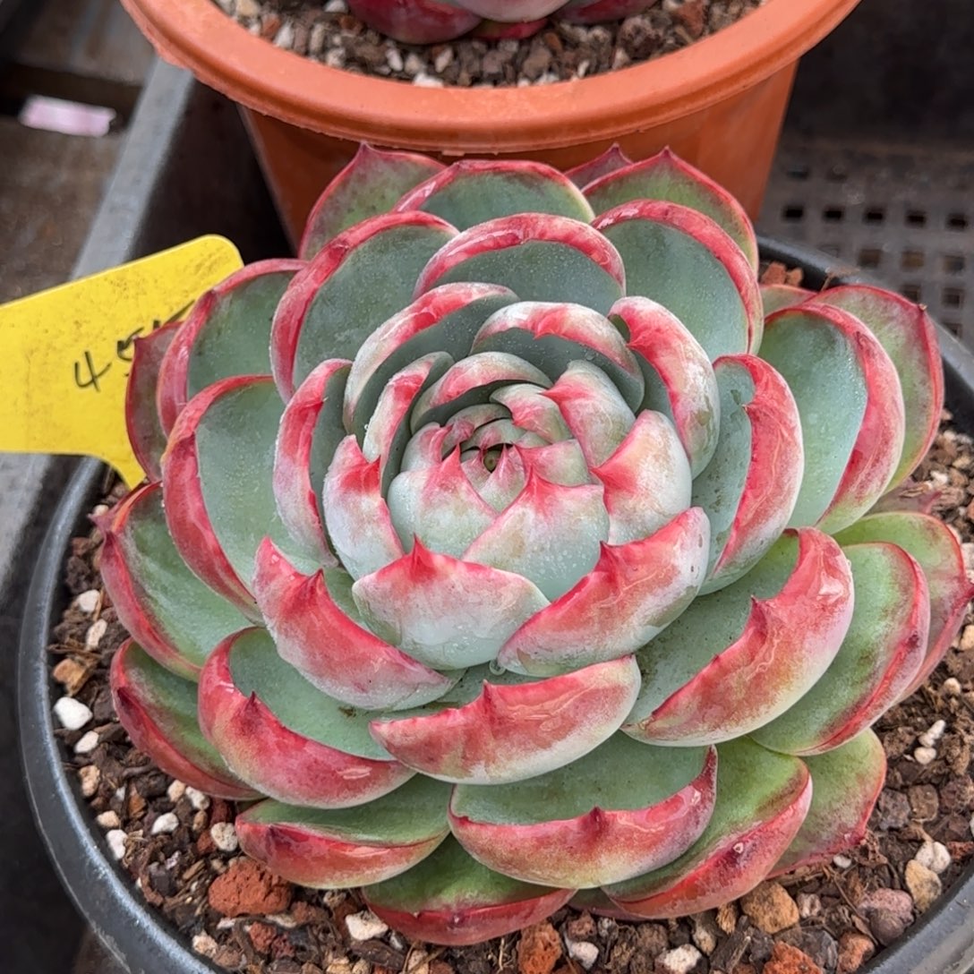 惊鸿一物一拍包装收缩花旱455