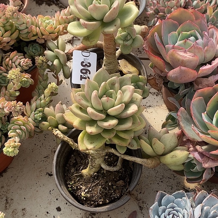 血***怕361鳄梨多肉植物多肉2颗