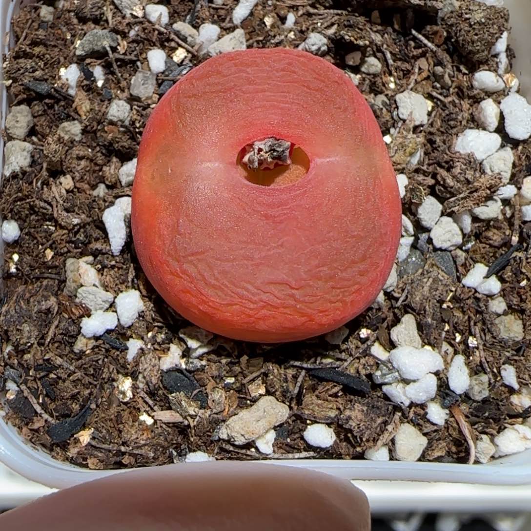 肉锥多肉植物百科-优选水蜜桃母本645