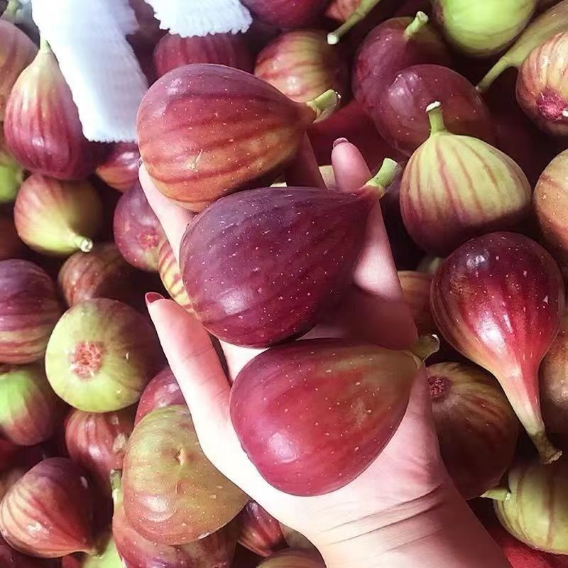 【顺丰冷链】云南红皮波姬红无花果新鲜现摘现发当季清甜孕妇水果