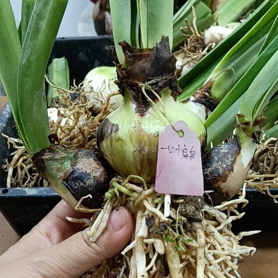无花朵一叶扁舟5+2个3+的侧