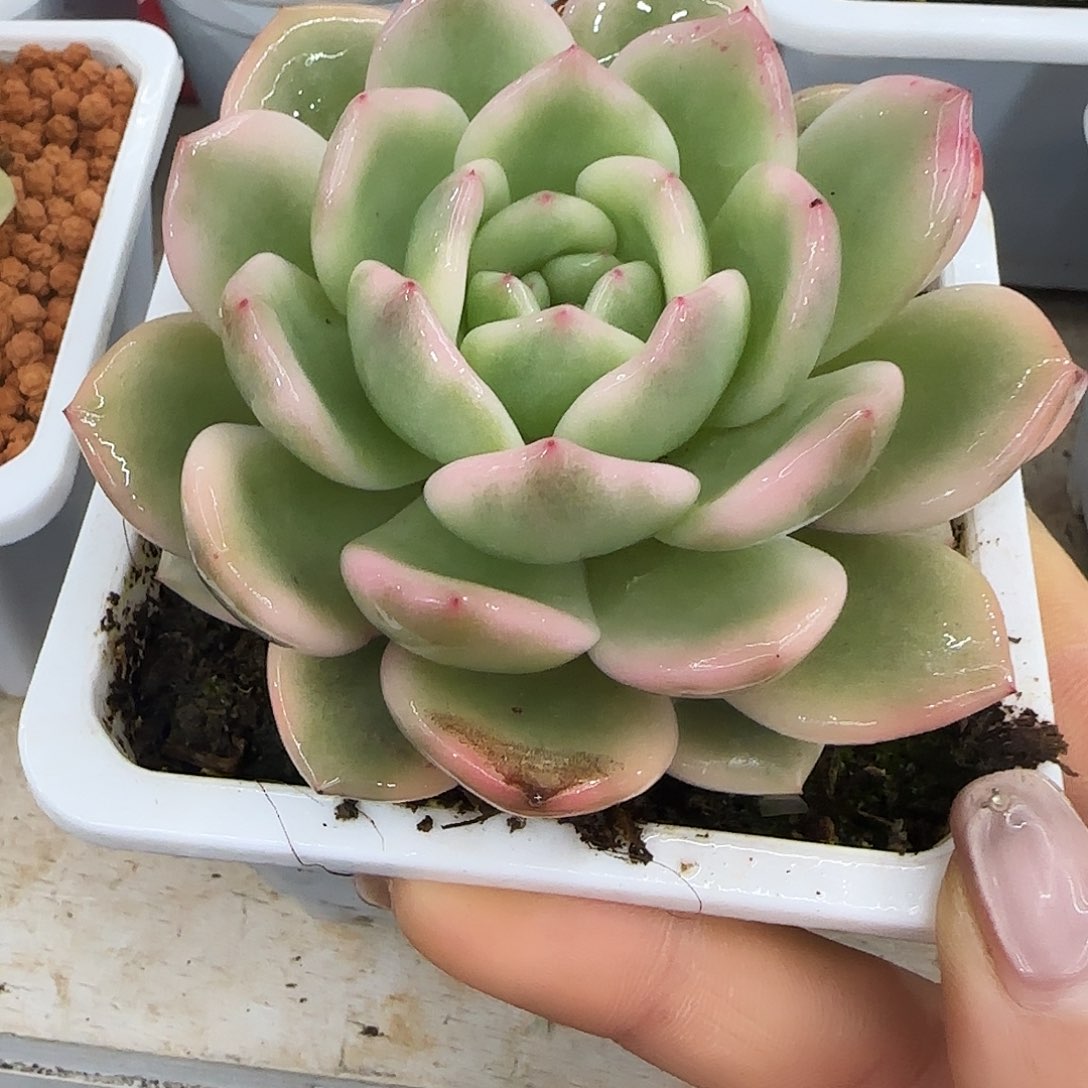 橙梦露锦多肉植物