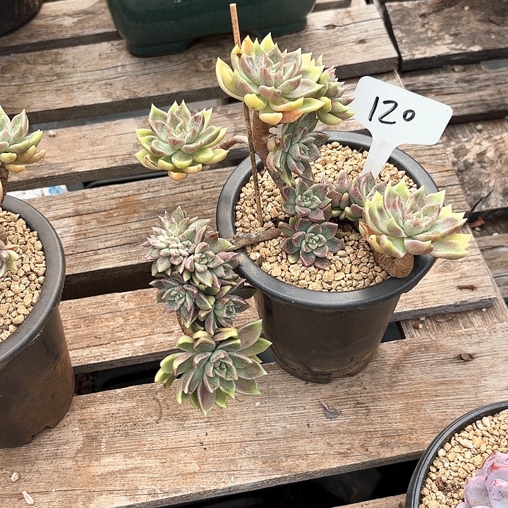 多肉植物，璀璨120号