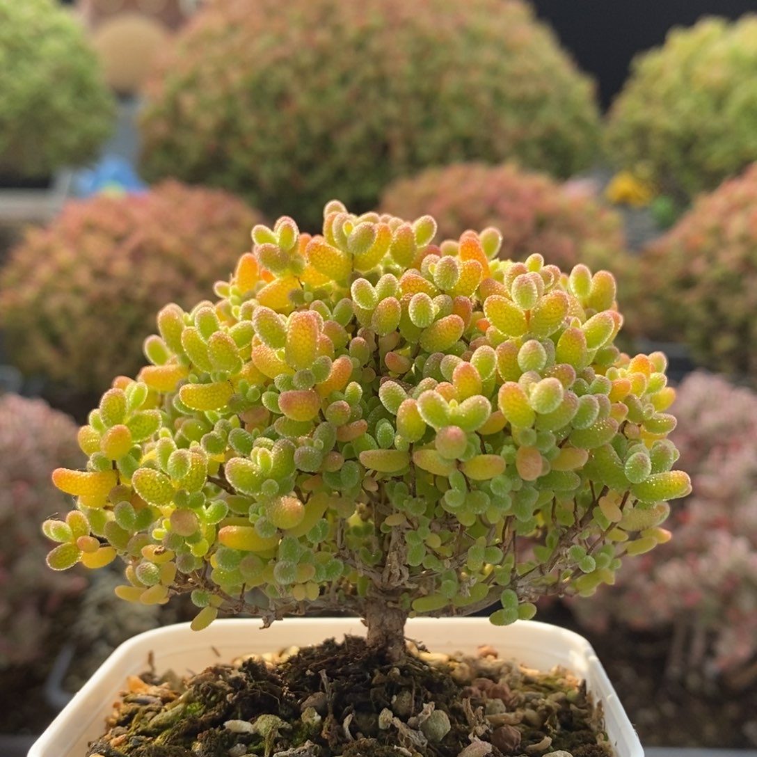 蜜橘糖球3370枝干番杏