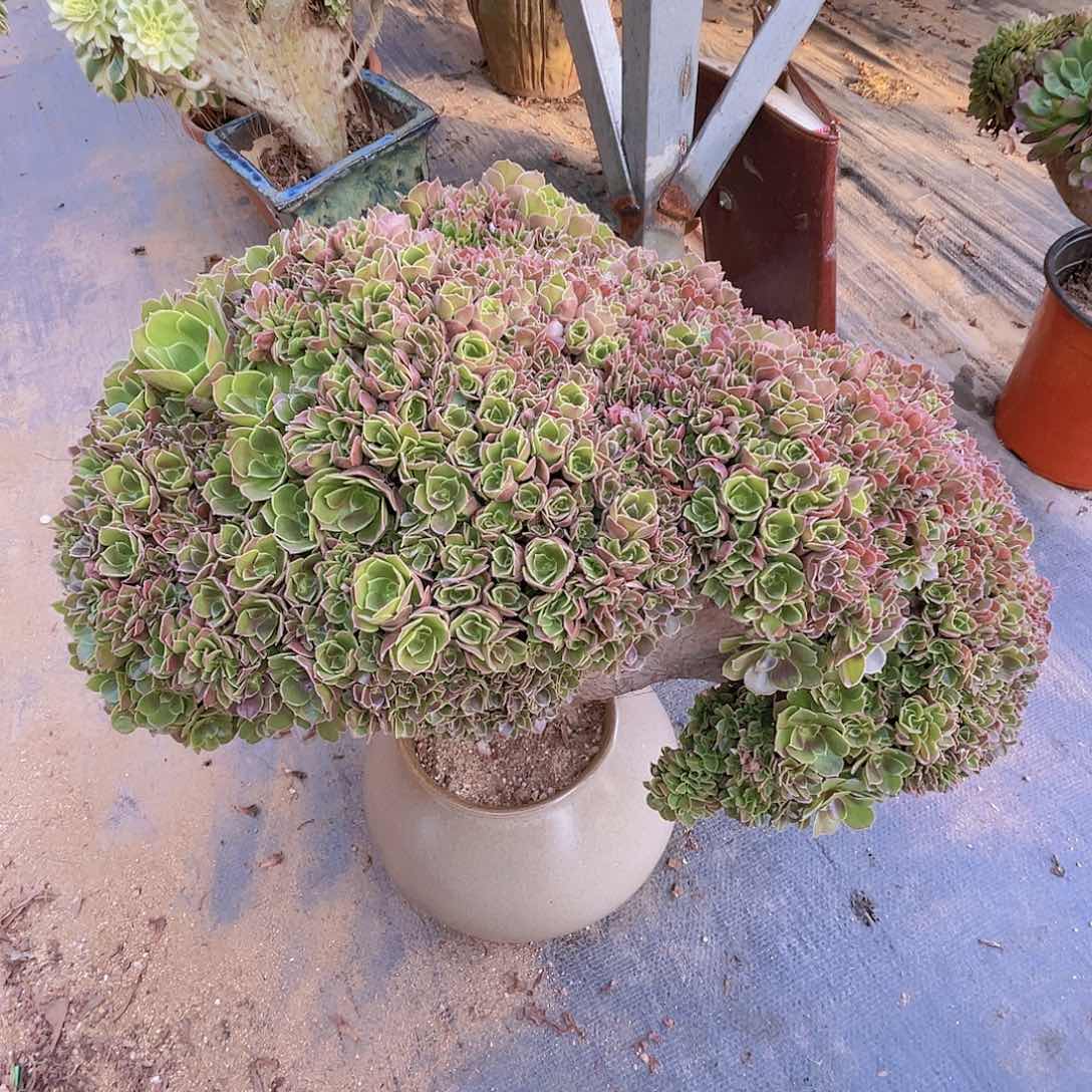 【闪购商品】无花朵玫瑰朵朵