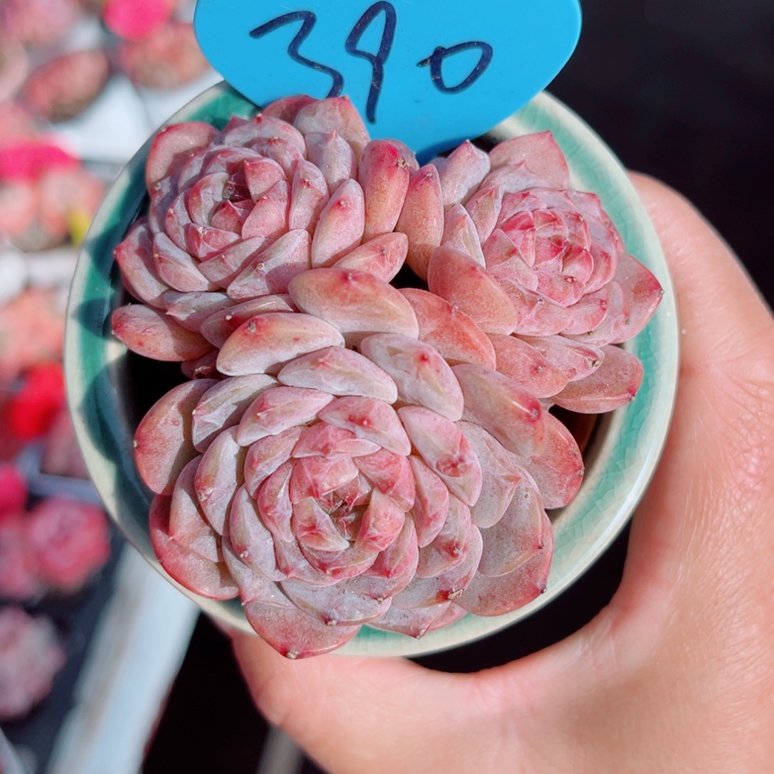 390号小老桩糖心群