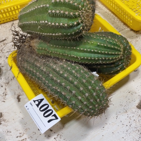 静**初瑕疵的毛花柱a 007