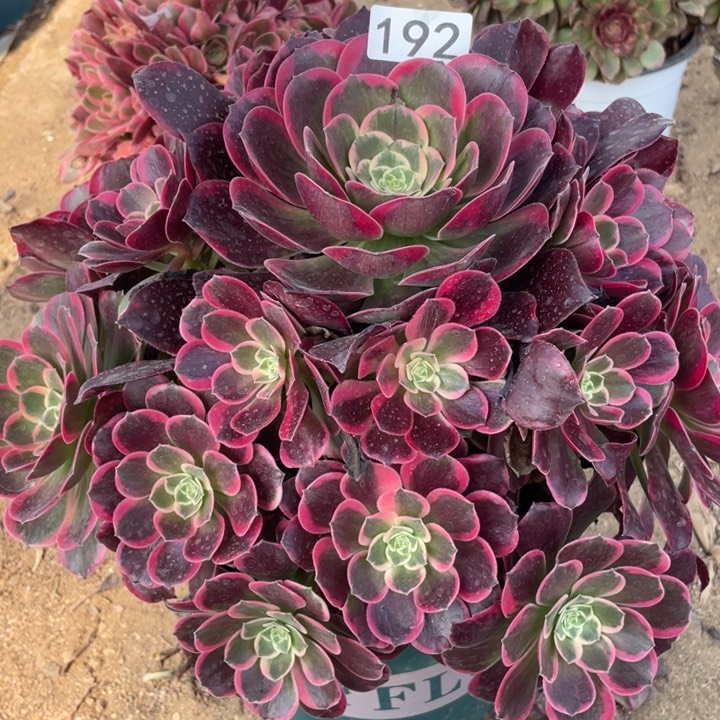 192多肉植物金丝雀