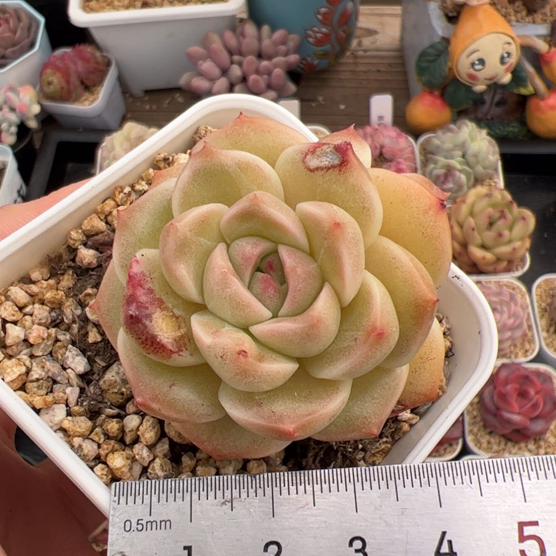 076 多肉植物组合盆栽