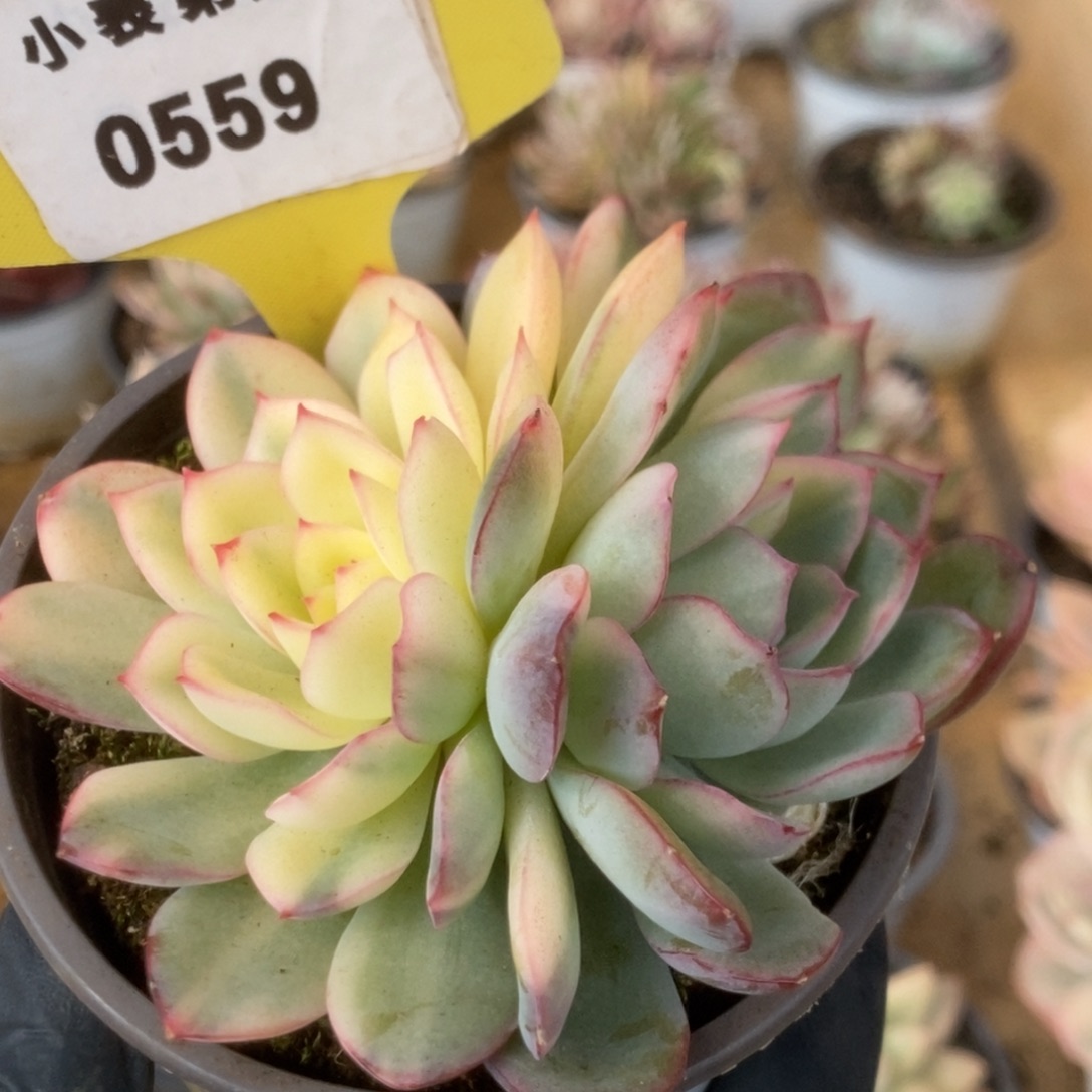 559雨燕座锦锦锦锦锦