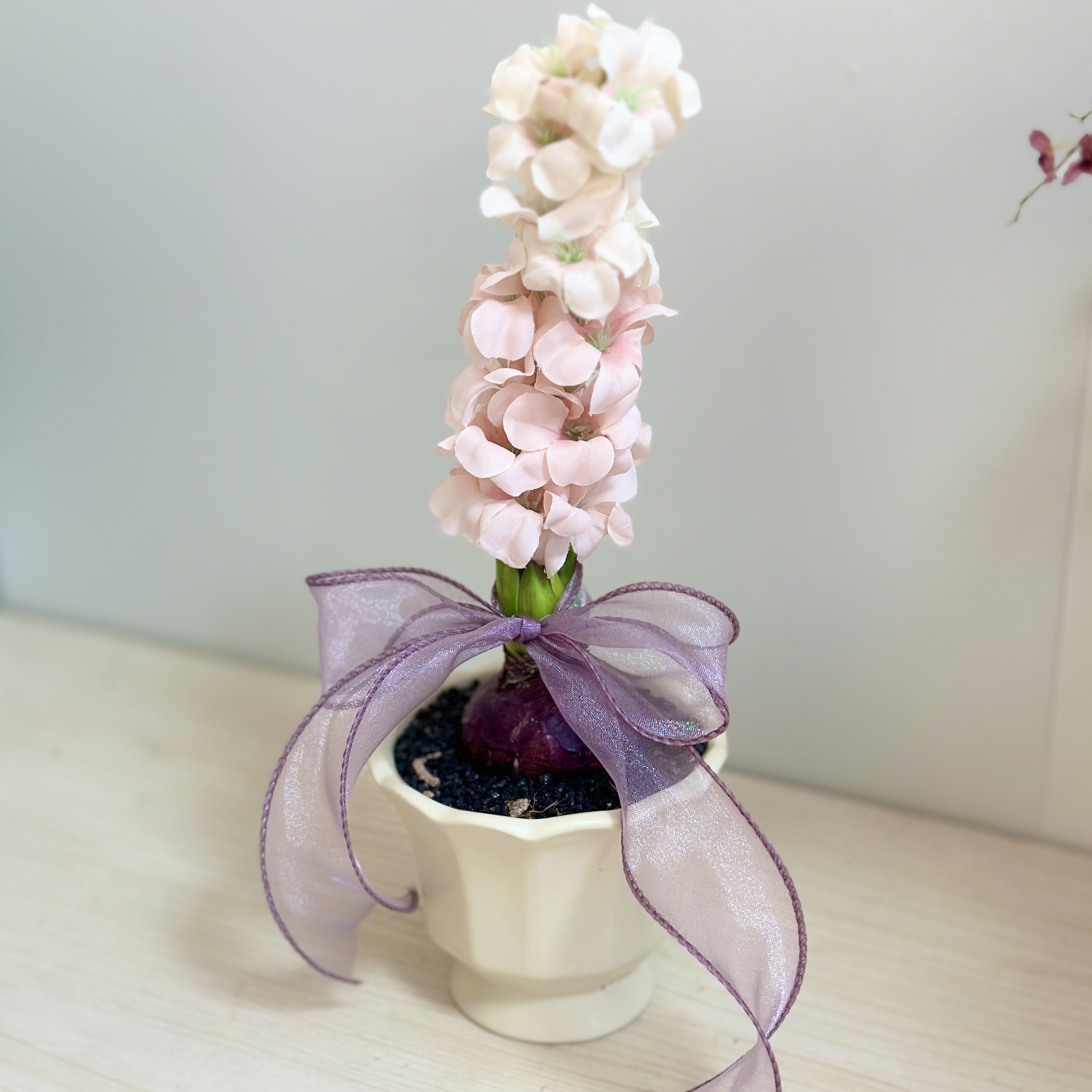 【粉色风信子】室内工位桌面盆栽绿植花卉好养少女心（带芽叶发货）