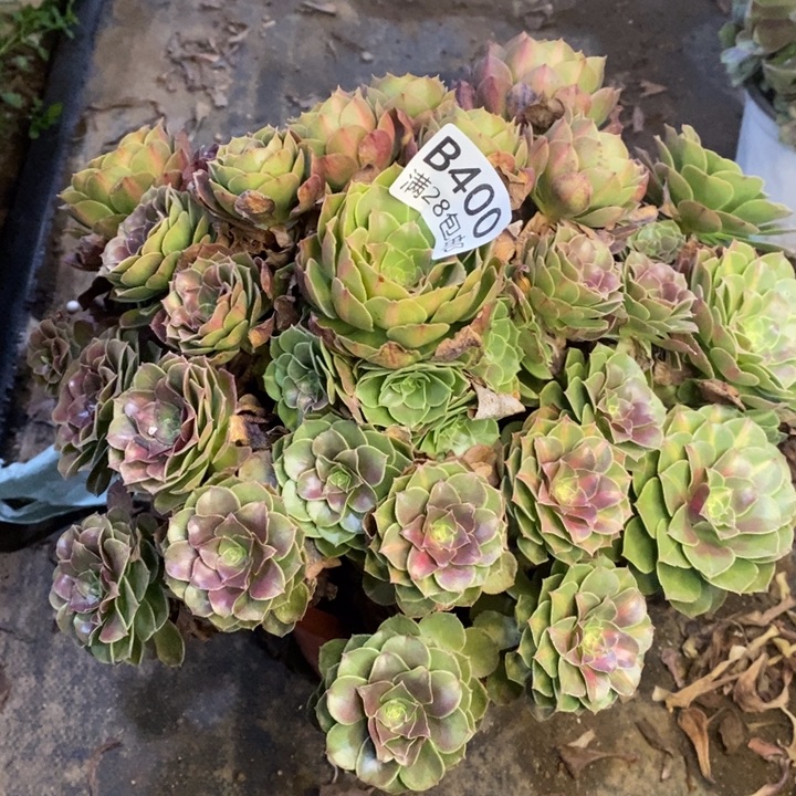 万圣节多肉断头不包400