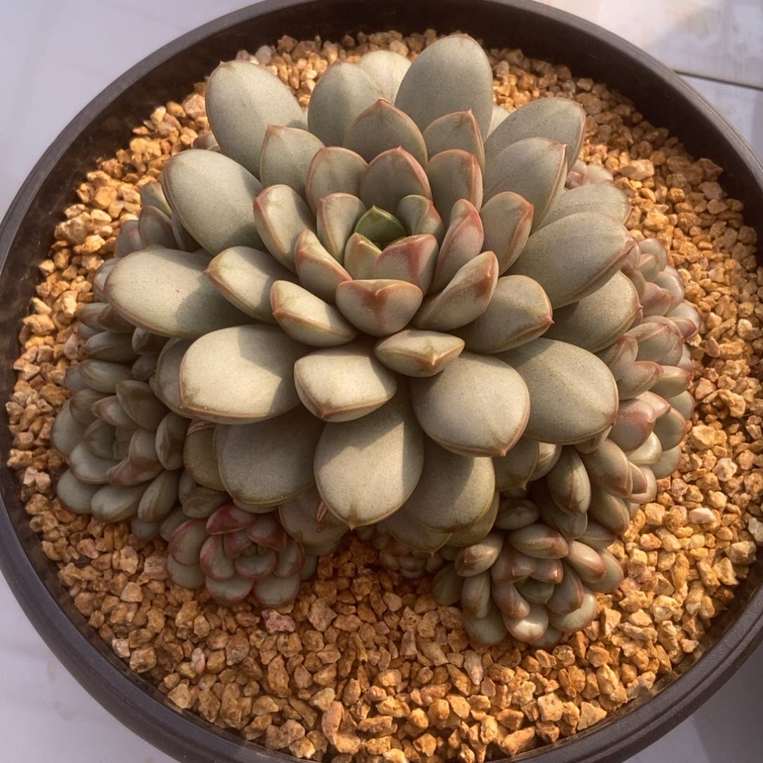 葡萄群生多肉多肉多肉