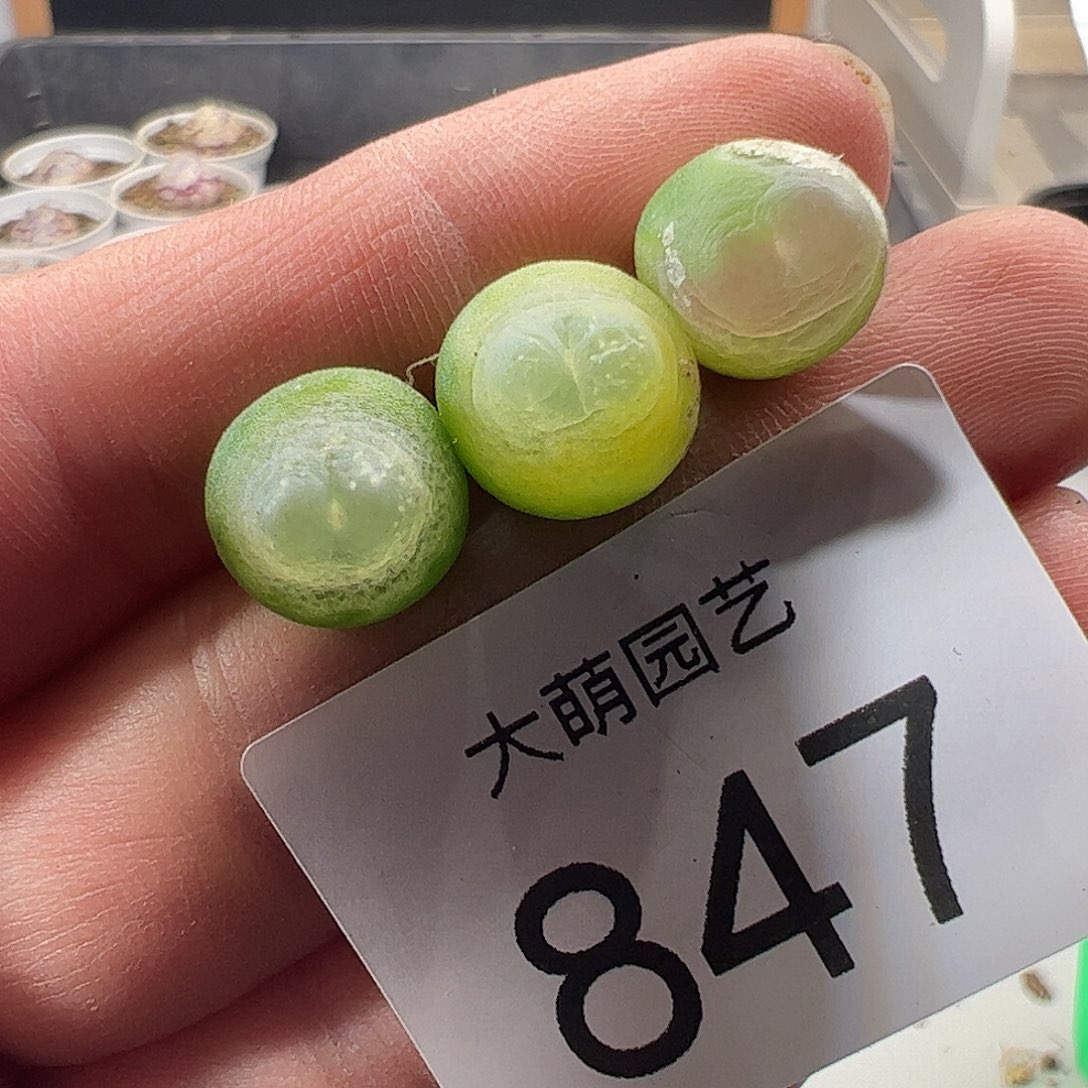 一物一拍。有疤福利847