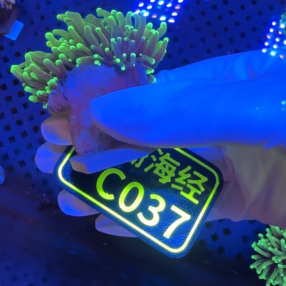 小***生纽扣珊瑚晓晓不包邮露骨内包肉仙本那绿龙魂C037