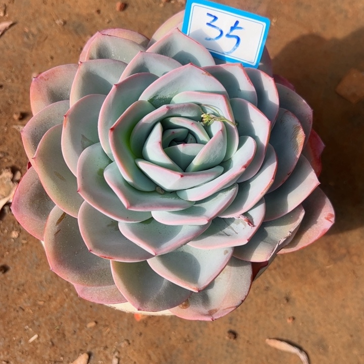 35布鲁蓝平平安安健健康康