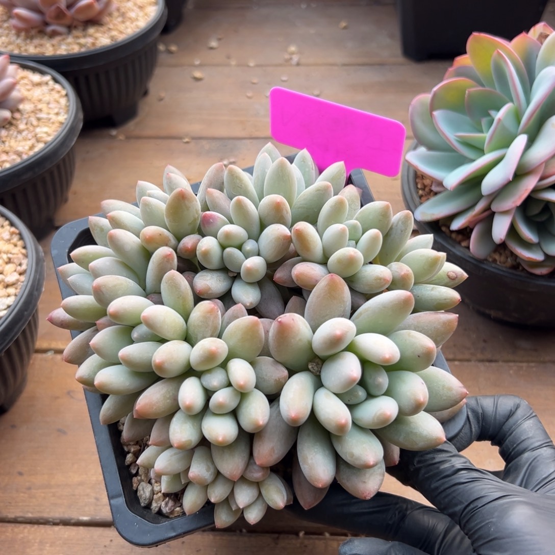 香群生多头111111111111