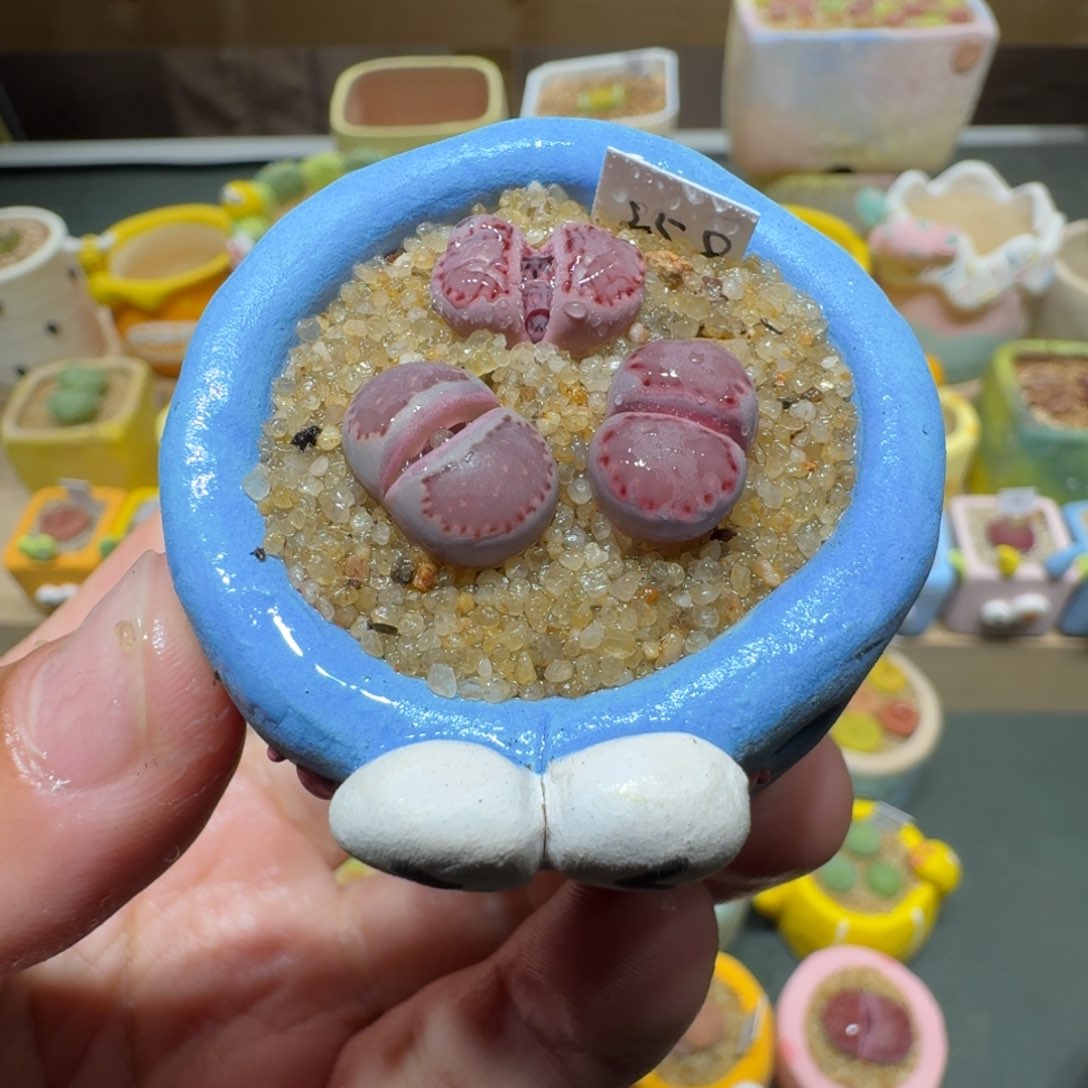 红陶蘑菇505紫饼