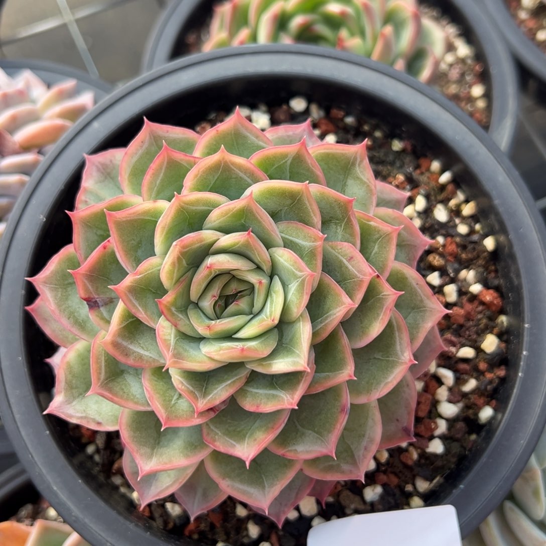 打****肖3501肉肉肉肉肉