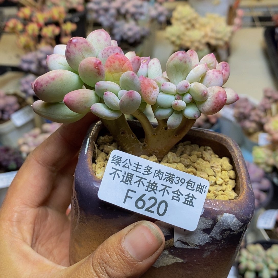 620苹果奶四代缀多肉5c m