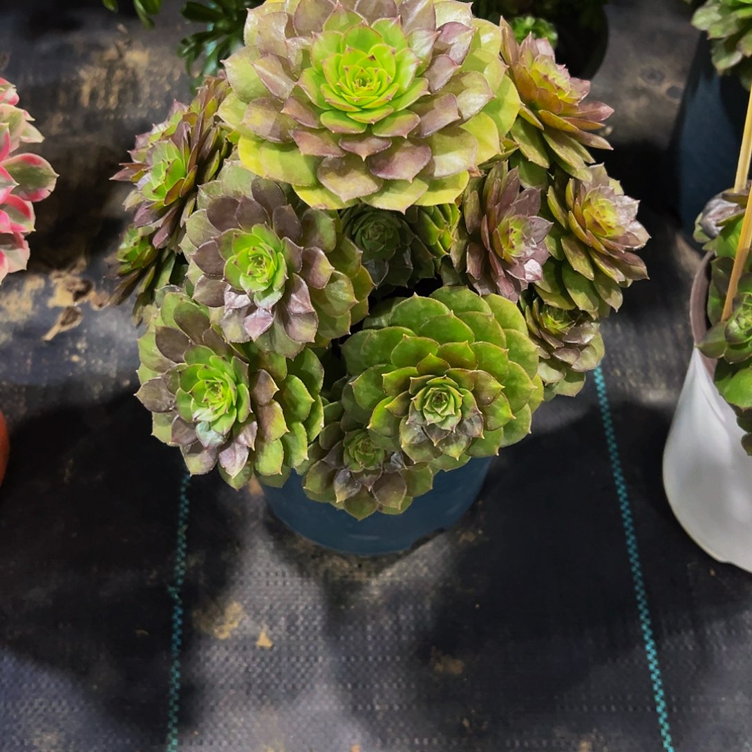 老庄红魔法师28.8