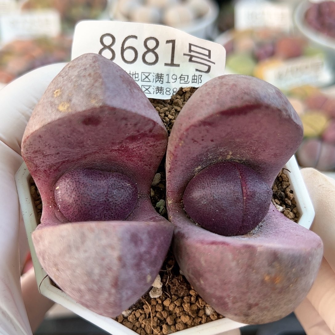 好养易活生石花大母本8681